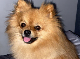 KC registered Pomeranian for stud