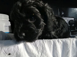 Cockapoo puppies for sale