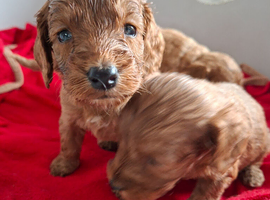 F1 cockapoo puppies