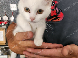 Beautiful 12 week old white male kitten