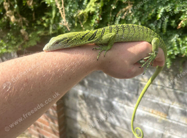 Varanus Reisengeri PAIR (yellow tree monitors)