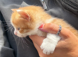 Kittens soon ready for their forever homes