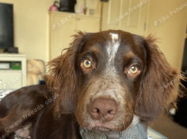 Beautiful boy for rehoming