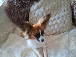 month old Papillon boy.