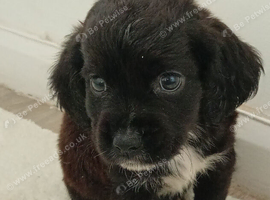 Cocker spaniel x Jack Russell