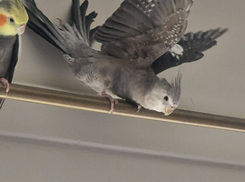 Cuddly, silly tame cockatiels