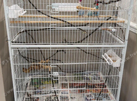 Here are my budgies