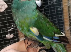 rare kakariki halfsider finger tame