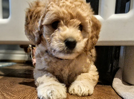 READ NOW Miniature Goldendoodle Puppy F1B
