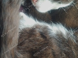 Friendly Male Cat