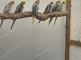 Cockatiels