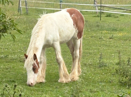 Skewbold yearling cob gelding