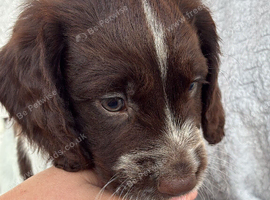 Beautiful sprocker puppys.