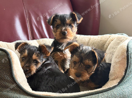 Beautiful Yorkshire Terrier puppies.