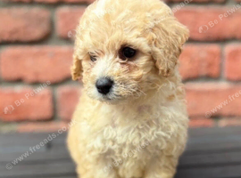 Bichon frise cross poodle