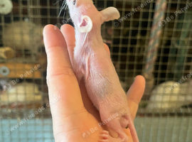 Males and females 6weeks +
