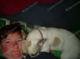 Fresh bulldog for sale