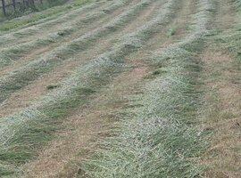 2025 meadow small hay bales