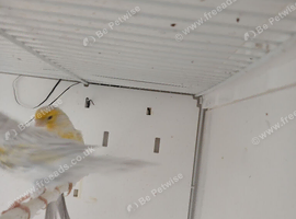 Breeding pair yellow opal