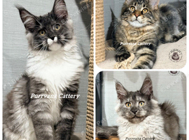 TICA registered Maine coon kittens READY NOW