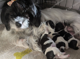 Pure Biewers. Pups