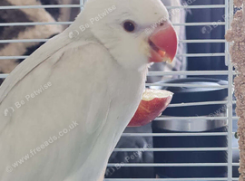 Young pallid blue ringneck
