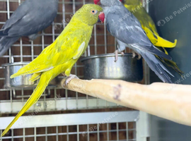 Ring neck parrot