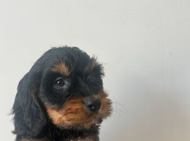 Stunning f1 Cockapoo puppies for sale
