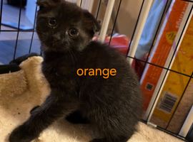 4 Main coon x Scottish fold