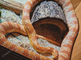 Corn snake