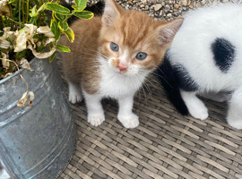 Adorable playful kittens