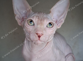 Sphynx Kittens Ready to Leave Now