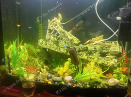 Large fish tank & everything in it!