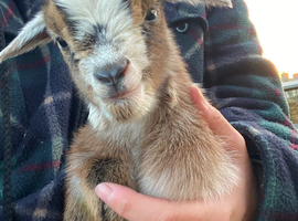 Ready to go! Pygmy Goat Kids for sale