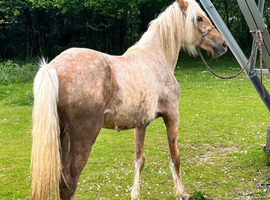 Palamino section D filly to make 15hh+