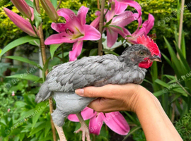 2 8 week old lavander  leghorn cockrels