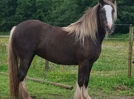 Stunning San Cler Silver dapple filly!
