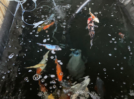 Koi for sale