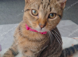 Wee tabby 4month kitten