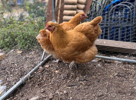 Pair of buff Orpington hens for sale