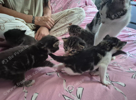 4 kittens 2 Girls and 2 Boys for sale