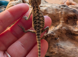 Baby bearded dragons