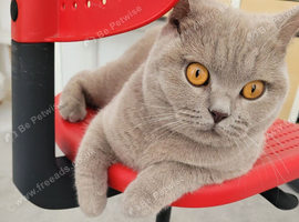 British shorthair