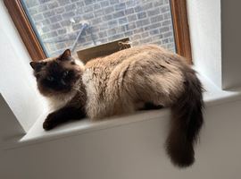 3 year old male Ragdoll