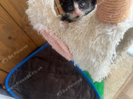 MALE ORPHANED KITTEN