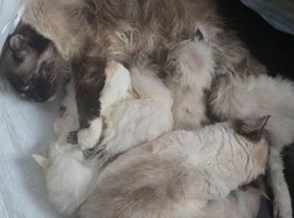 Beautiful Ragdoll Babies