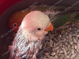Tame baby lovebird