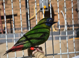 Blue headed/blue faced parrot finch