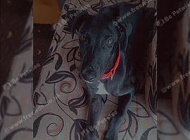 Puppy