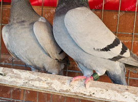 Racing pigeion for sale